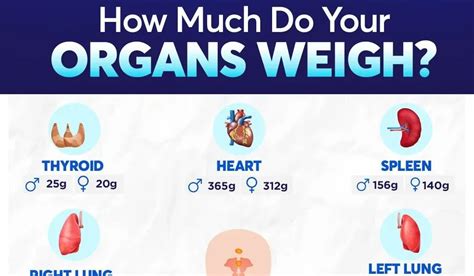 organs weigh
