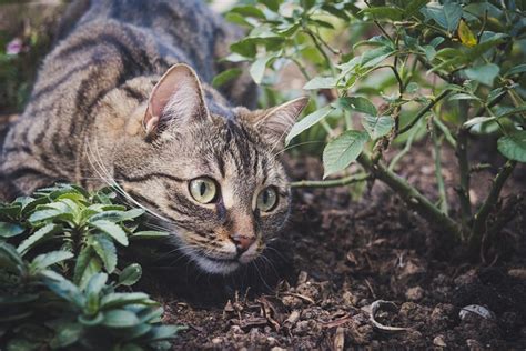 40 000 Free Tabby Cat Affection Cat Photos Pixabay