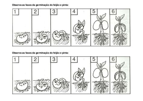 Germinação Do Feijão Etapas - Observa as fases da germinação do feijão e pinta