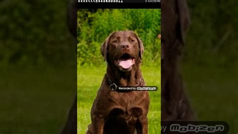 Border collie vs labrador retriever - YouTube