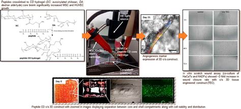 Frontiers 3D Printing Of Bone And Cartilage With Polymer Materials