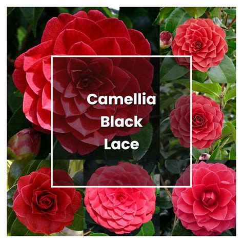 How to Grow Camellia Black Lace - Plant Care & Tips | NorwichGardener