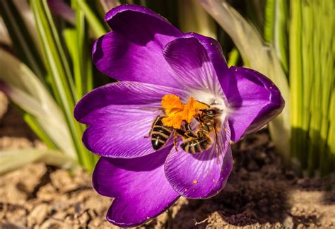 Bees Crocus Honey Free Photo On Pixabay