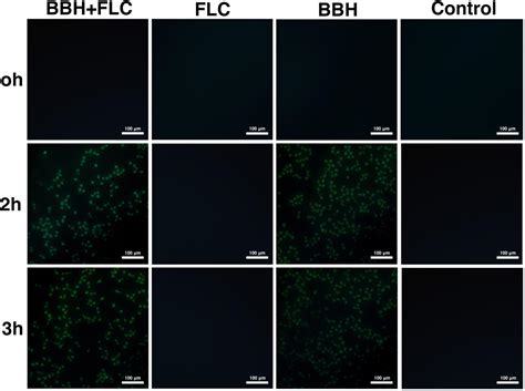 Frontiers Synergistic Effect Of Berberine Hydrochloride And