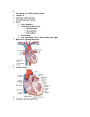 Assessment Of Cardiovascular System Docx Assessment Of Cardiovascular