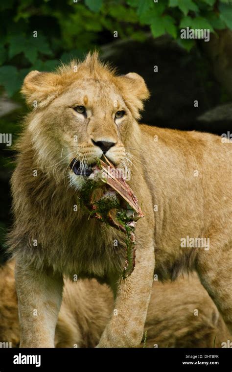 Lion Panthera Leo Stock Photo Alamy