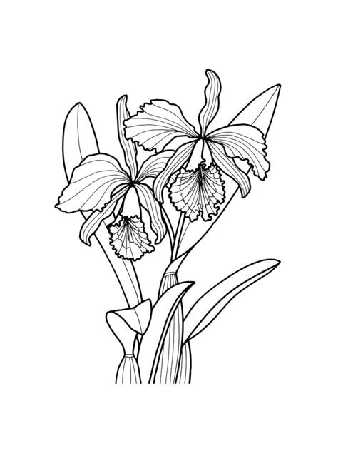 Orchid Flower Printable Coloring Page Free Printable Coloring Pages