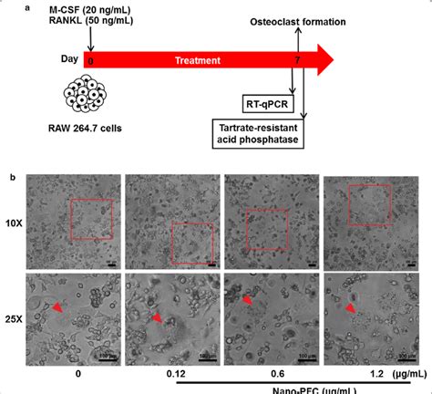 Evaluation Of Raw 2647 Cell Differentiation Towards Osteoclasts A