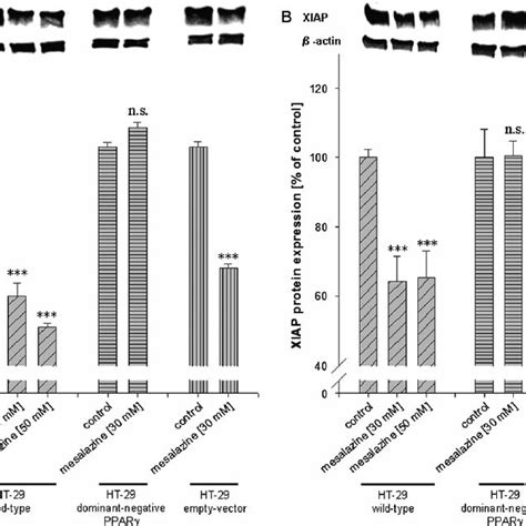 A Effect Of Mesalazine Mm On Cleaved Parp Protein Expression