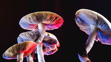 Everything You Need To Know About Psilocybin Mushrooms Microdose Journey