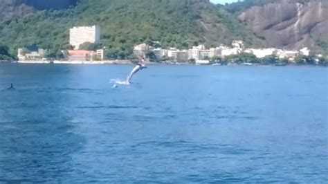 Golfinhos são flagrados saltando na Baía de Guanabara