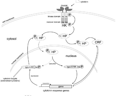 Figure 1 From Cytokinin Biosynthesis And Chemical Conversions 3 1