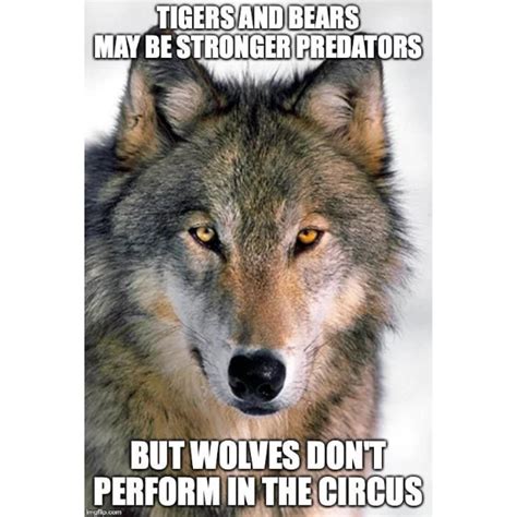 10 Wolf Memes To Have You Howling