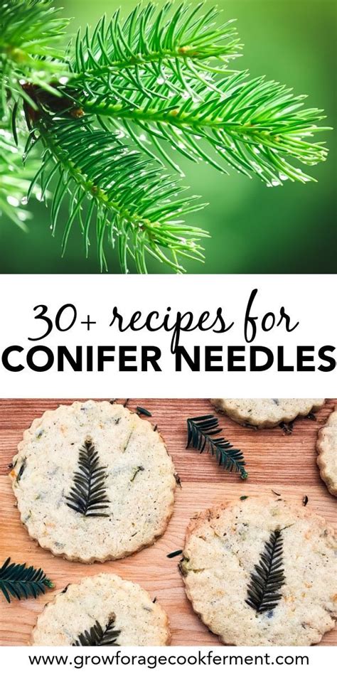 30 Conifer Needle Recipes Drinks Desserts Syrups Balms More Artofit