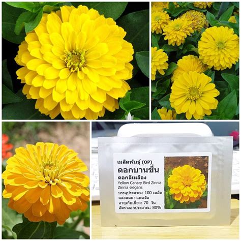 Yellow Canary Bird Zinnia Seed