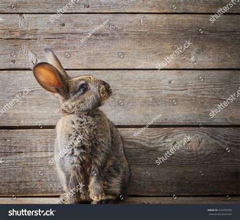 963 Shocked Rabbit Stock Photos Images And Photography Shutterstock