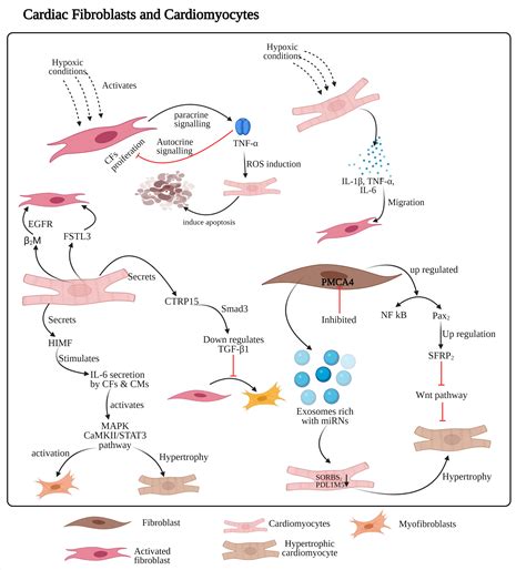 Evolving Roles Of Cardiac Fibroblasts In Cardiogenesis And Immunology