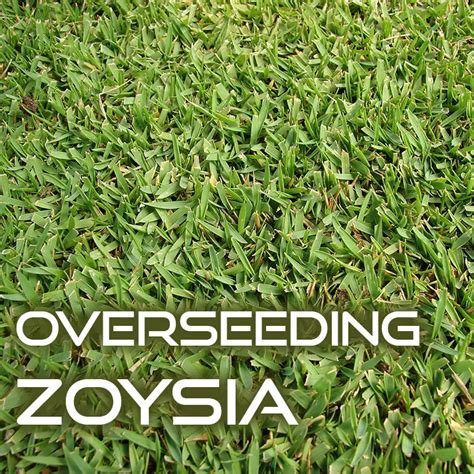 How to Overseed a Zoysia Grass Lawn - Lawn and Petal