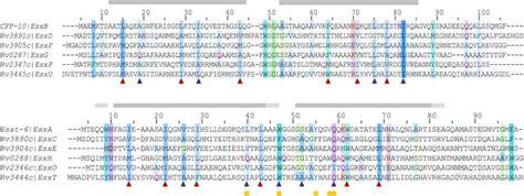 3.14 Multiple sequence alignment illustrating the conservation of the ...