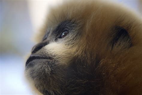 Download Animal Monkey Hd Wallpaper