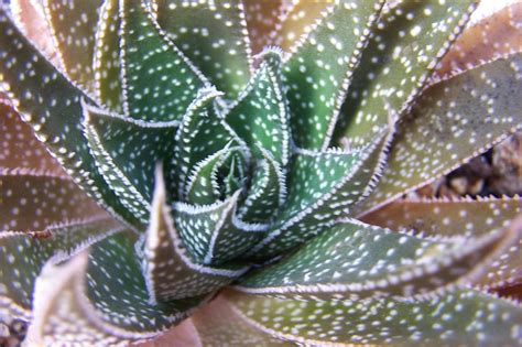 Oregon Cactus Blog: Aloe aristata