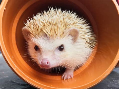 Hedgehog In A Tunnel Jigsaw Puzzle - Heavenly Hedgies