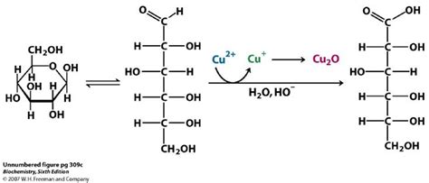 Acids And Lactones Made By Mild Oxidation Of An Aldose For Example