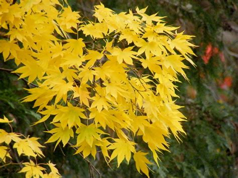 Yellow Japanese Maple Stanley Zimny Thank You For Million Views