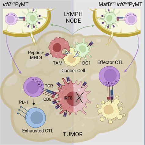 Tumor Associated Macrophages Expressing The Transcription Factor Irf