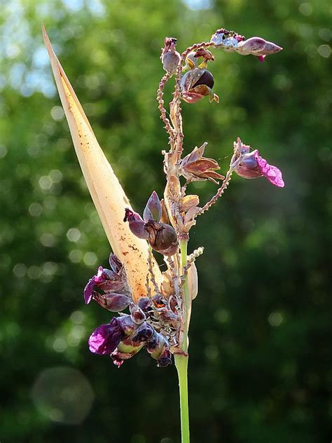 Even Waning These Waning Thalia Dealbata Marantaceae Dainty Blooms Are