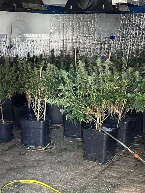 Three Arrested After Cannabis Found