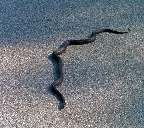 Top 94 Images Photos Of Snakes In Arkansas Stunning