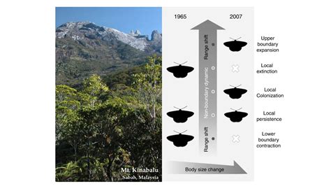 Falene Del Borneo Sempre Pi Piccole A Causa Del Riscaldamento Globale