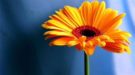 1920 X 1080 Flower Wallpapers Top Free 1920 X 1080 Flower Backgrounds