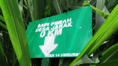 Jombang City Guide Wisata Edukasi Sapi Perah Jarak By Kelompok Tani