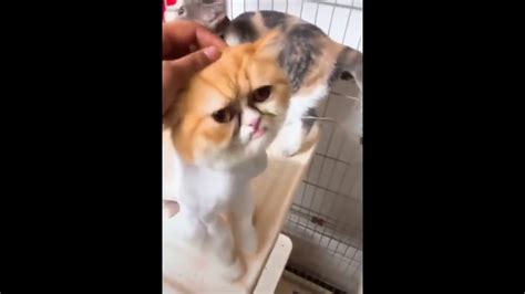 Funny Cats Compilation 2020 Youtube