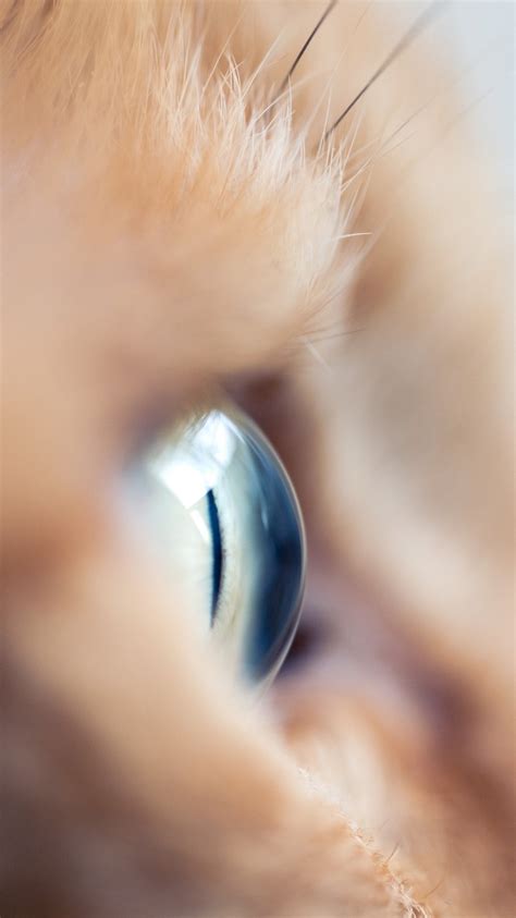 Cat Eye Pupil Macro Blue Wallpaper 750x1334