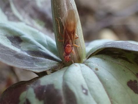 Biodiverse Gardens