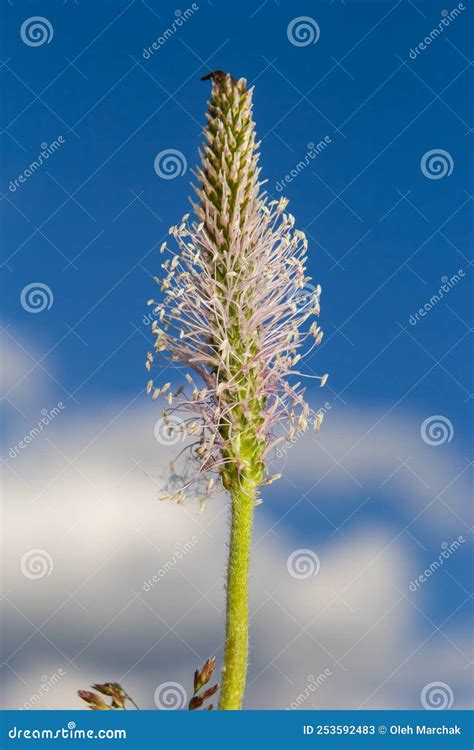 Lanceolata Plantain Plantago Lanceolata Es Una Hierba Medicinal Que