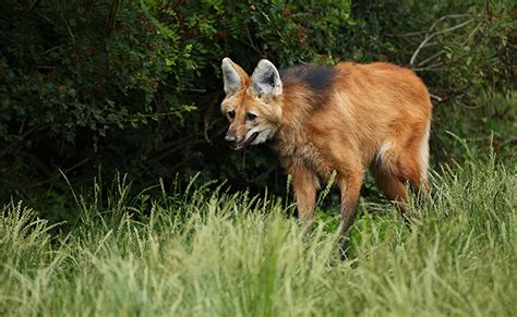 Loup à Crinière Carnivore Damérique Du Sud