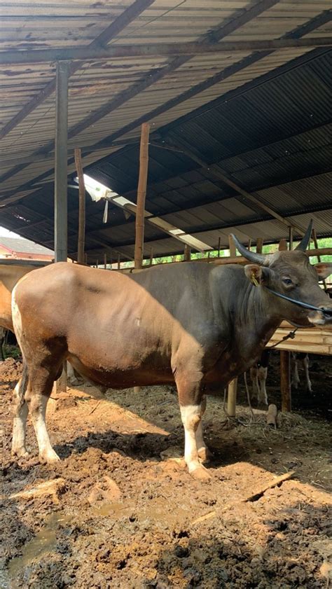 Sapi Kurban Super Murah On Carousell