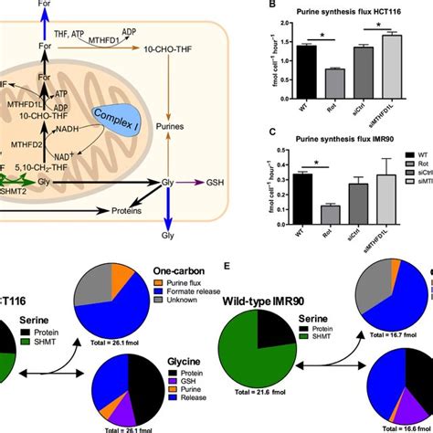 Serine Catabolism Is Linked To Mitochondria A Model Illustrating Download Scientific Diagram