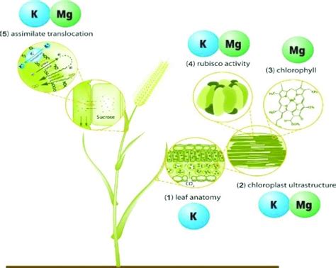 Functioning Of Potassium And Magnesium In Photosynthesis Photosynthate