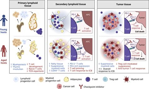 Age-associated remodeling of T cell immunity and metabolism: Cell ... 