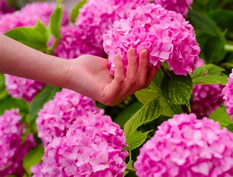 When And How To Fertilize Your Hydrangeas