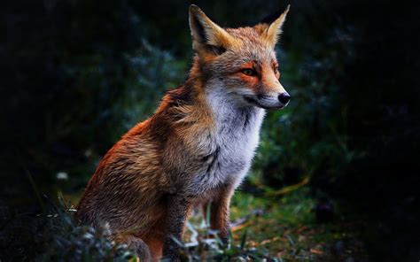 Free Fox Backgrounds Pixelstalknet