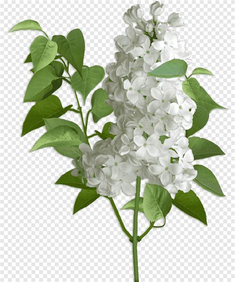 Hortensia Lila Flores De Corte Violeta Lila Violeta Rama Png PNGEgg