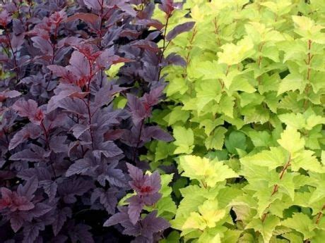 идеи для сада | Garden, Plants, Vegetables