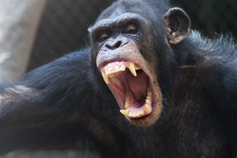 10 Most Savage Animals on the Planet