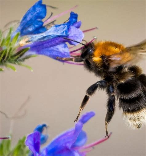 Whats The Buzz New E Learning Tool To Help You Identify Irish Bumblebees